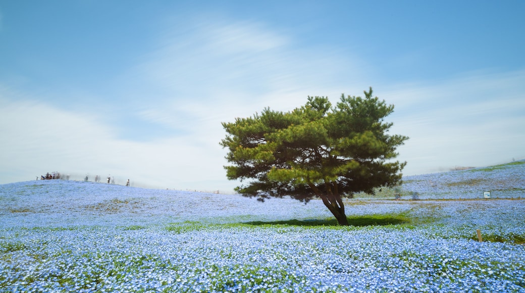 Parque Costero Hitachi