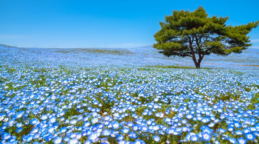 Mountain, Tree and Nemophila (baby blue eyes flowers) field, blue flower carpet, Japanese Natural Attraction. Hitachi Seaside Park, Ibaraki, Japan.