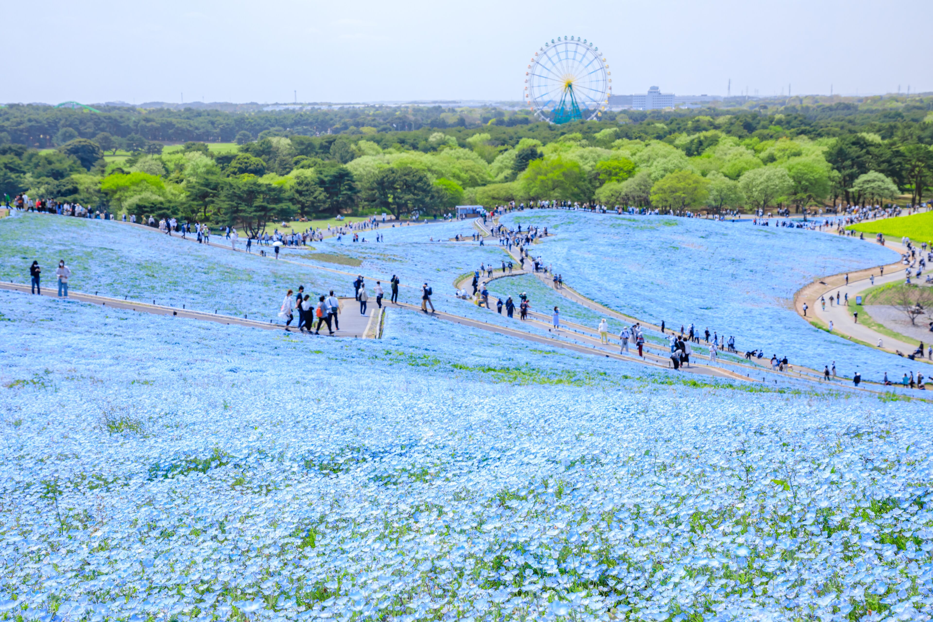 春の国営ひたち海浜公園のネモフィラ　茨城県ひたちなか市　Nemophila at Hitachi Seaside Park in spring. Ibaraki Pref, Hitachinaka City.