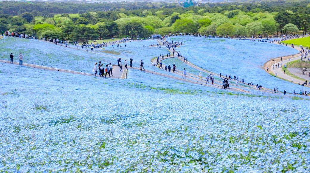 春の国営ひたち海浜公園のネモフィラ 茨城県ひたちなか市 Nemophila at Hitachi Seaside Park in spring. Ibaraki Pref, Hitachinaka City.