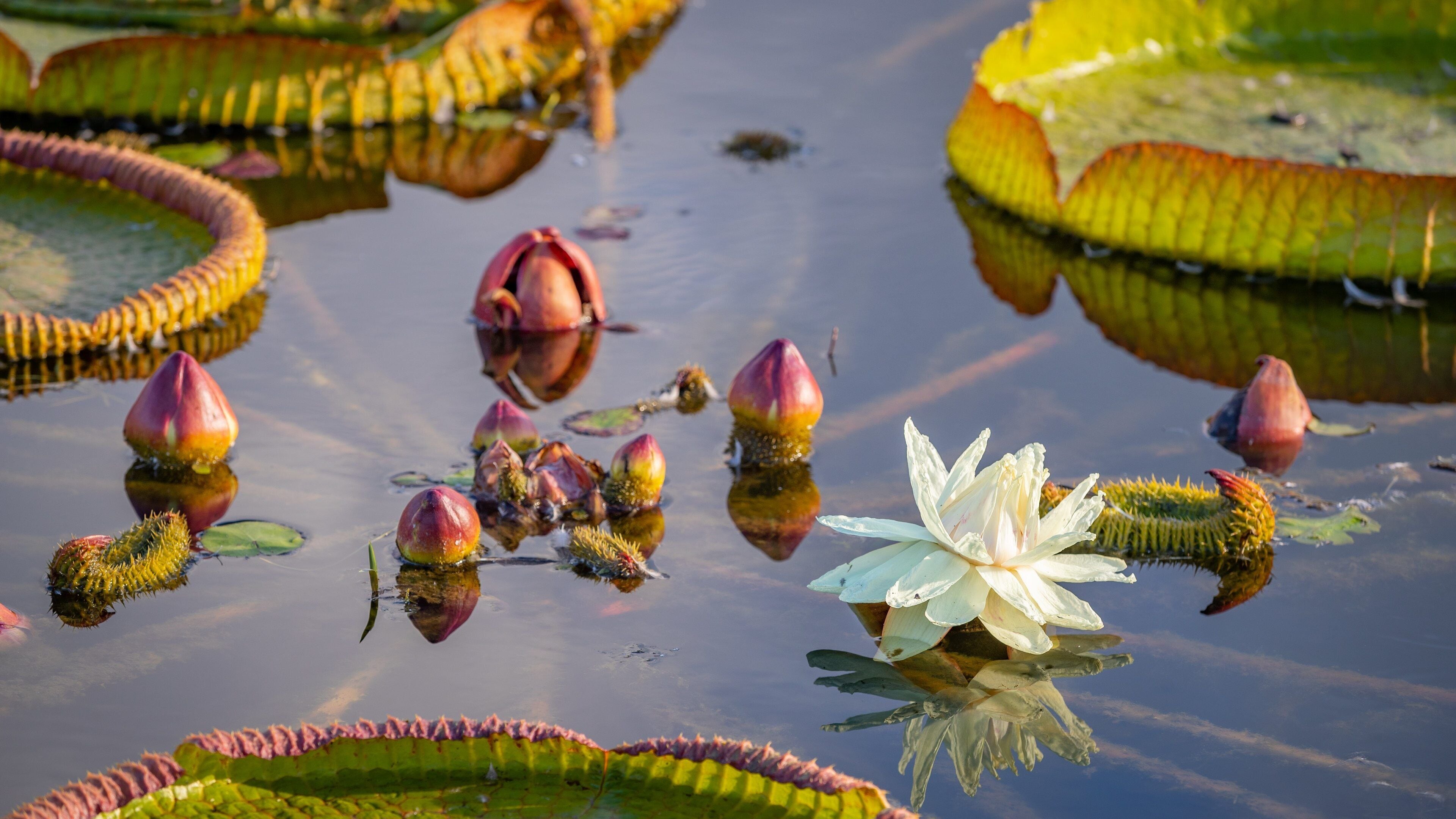 Toyama which includes wildflowers and a pond