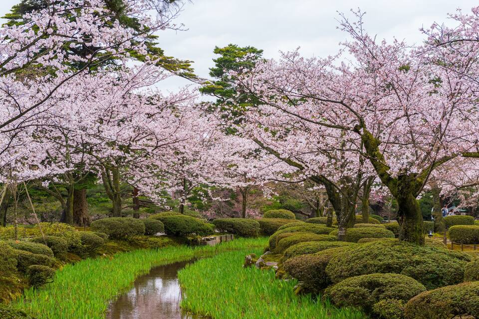 Een vredige tuin met kersenbloesems, een kronkelende beek en strak bijgesnoeide struiken.