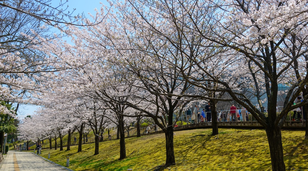 Cherry blossoms at the Hakusan Park in the city of Niigata, Japan; Shutterstock ID 254775316; purchase_order: SF 06557000; job: ; client: ; other: