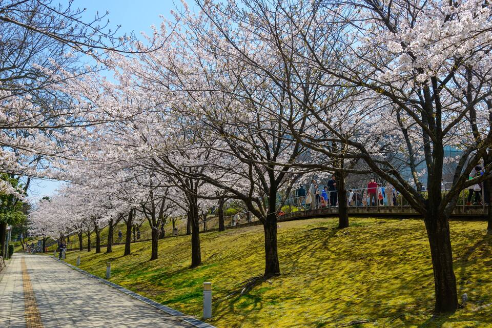 A pathway lined with cherry blossom trees.