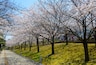 Cherry blossoms at the Hakusan Park in the city of Niigata, Japan; Shutterstock ID 254775316; purchase_order: SF 06557000; job: ; client: ; other: