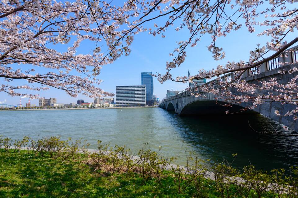 A river with a stone bridge, cherry blossoms, and modern buildings in the background.