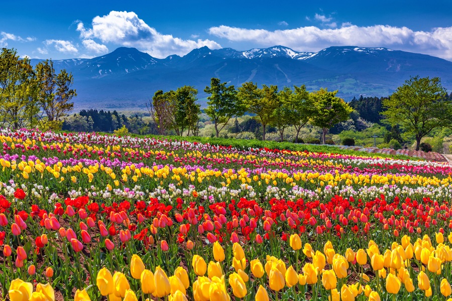 Un vibrante campo de tulipanes con una cadena montañosa al fondo.