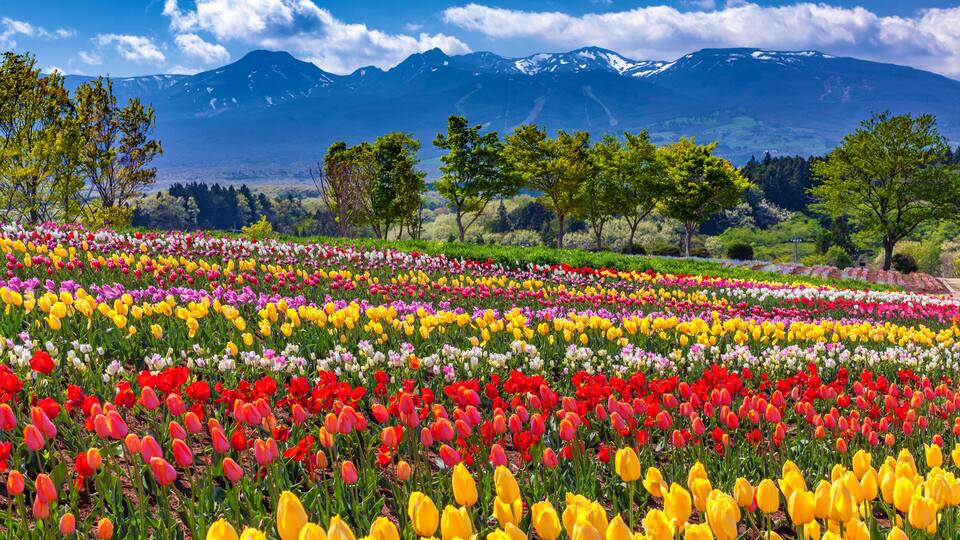 A vibrant tulip field with a mountain range in the background.