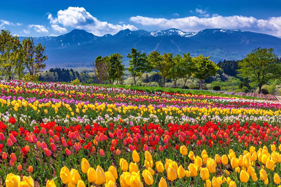 Un champ de tulipes aux couleurs éclatantes, avec une chaîne de montagnes en arrière-plan.