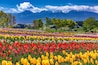 栃木県・那須町 春の花畑の風景(那須フラワーワールド)