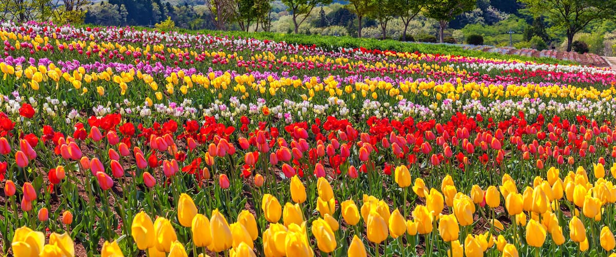 A vibrant tulip field with a mountain range in the background.