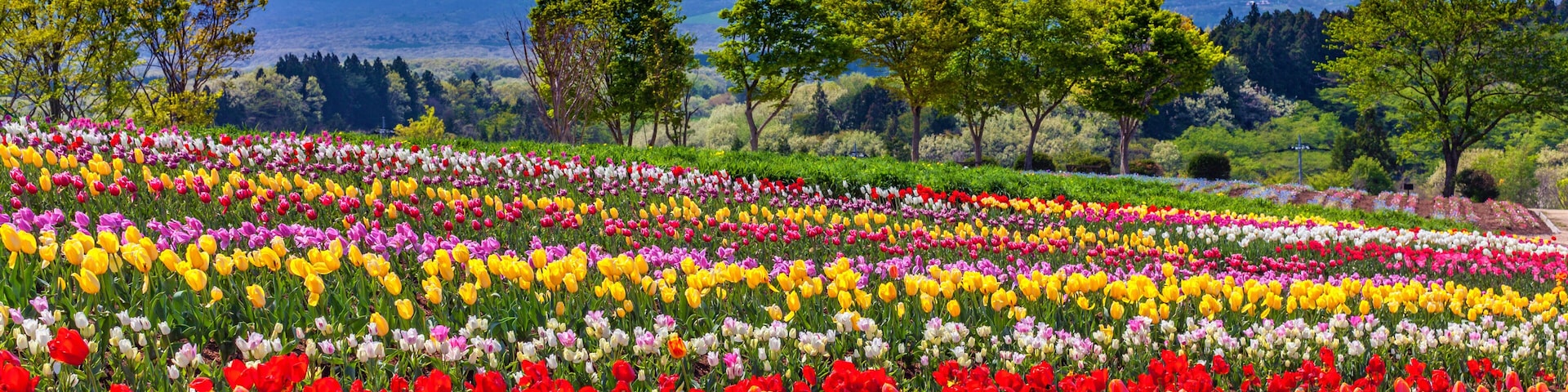 A vibrant tulip field with a mountain range in the background.