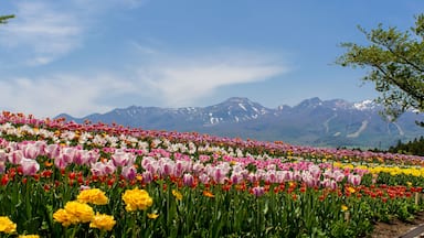 Um campo de tulipas coloridas com uma cordilheira ao fundo.