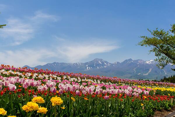 Nusu Flower World's Tulip; Shutterstock ID 738663511; purchase_order: SF 06557000; job: ; client: ; other: