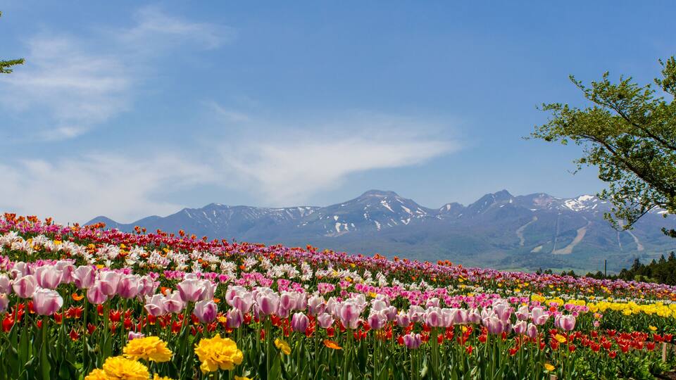 A field of colorful tulips with a mountain range in the background.