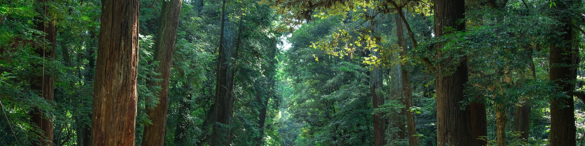 鹿島神宮に参拝に来たアジア人の親子