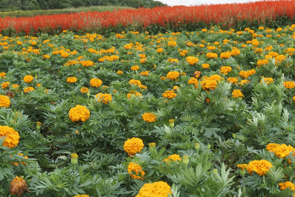 Um campo de flores de calêndula amarelas com folhagem verde.