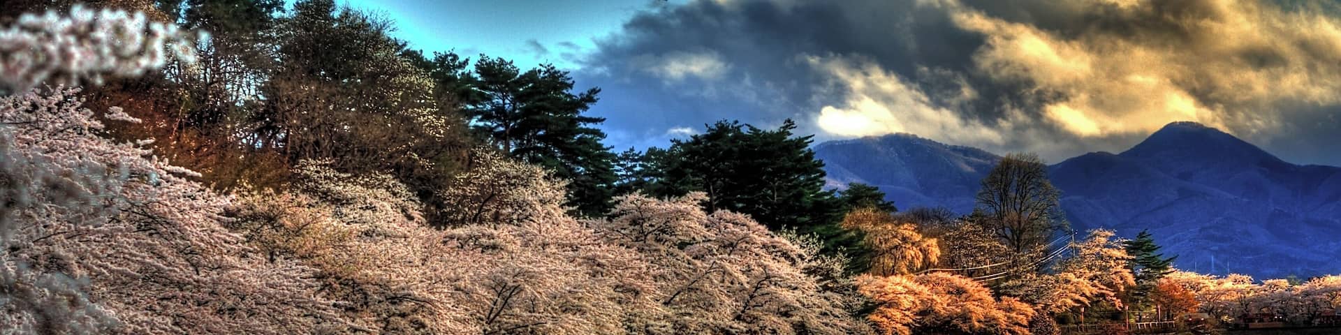 Spring cherry blossoms near Takamatsu Pond, in Morioka