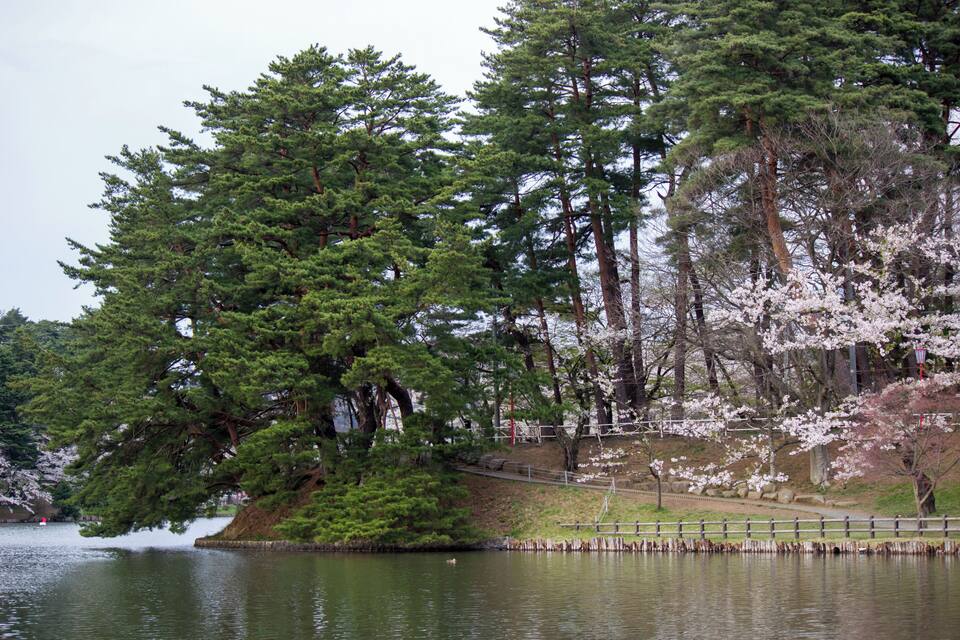 Un lago sereno rodeado de altos árboles y cerezos en flor.