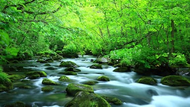青森県十和田 夏の奥入瀬渓流
