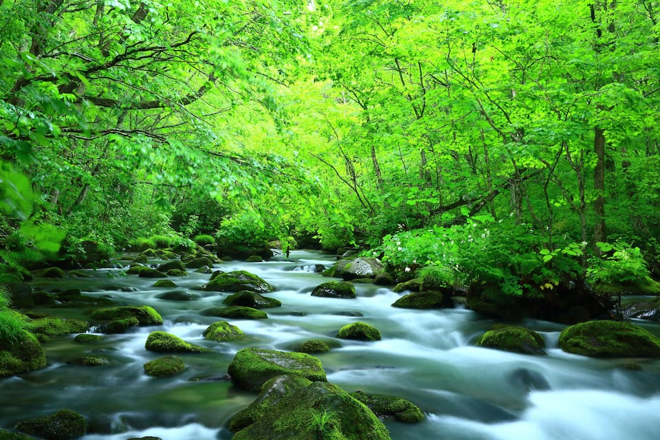 Um rio sinuoso com pedras cobertas de musgo e folhagem verde exuberante.
