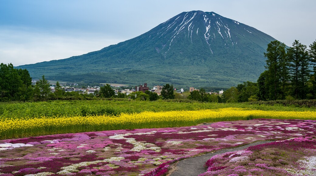 Beautiful view of Mishima's Shibazakura garden and Mount Yotei, Kutchan, Hokkaido Prefecture, Japan, Shutterstock ID 663922210, SF SSA Case with Manager Approval: Case 07151371, Job: Prepay credit, Cl
