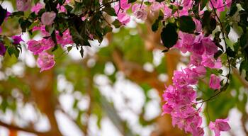 Hakodate Tropical Botanical Garden