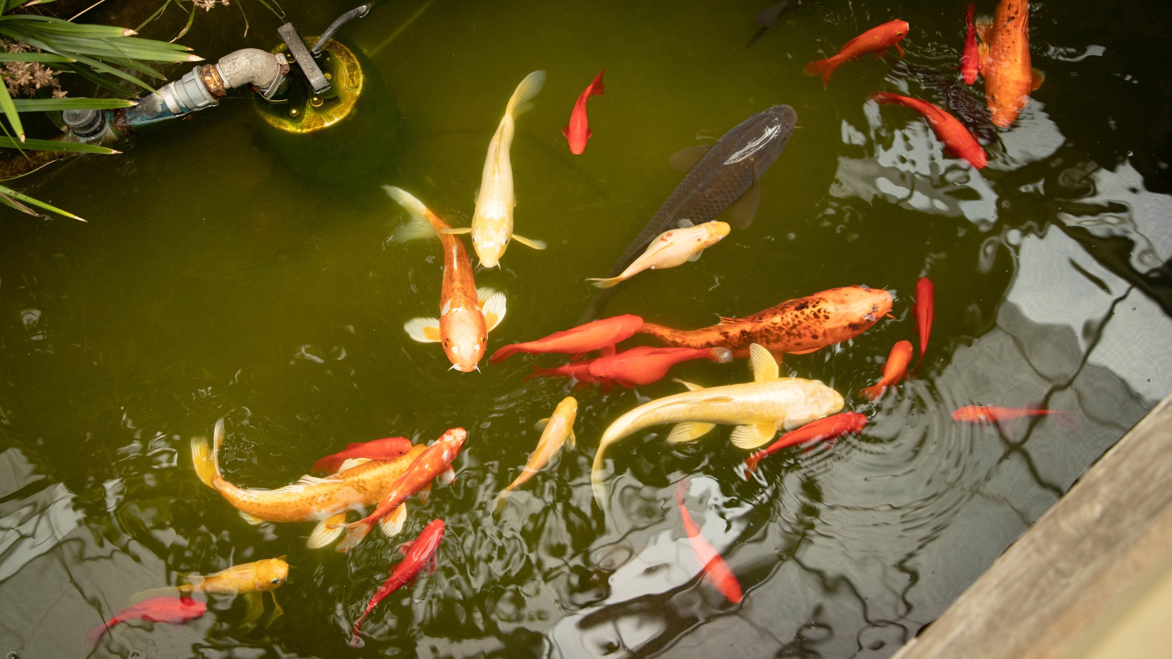 Hakodate Tropical Botanical Garden