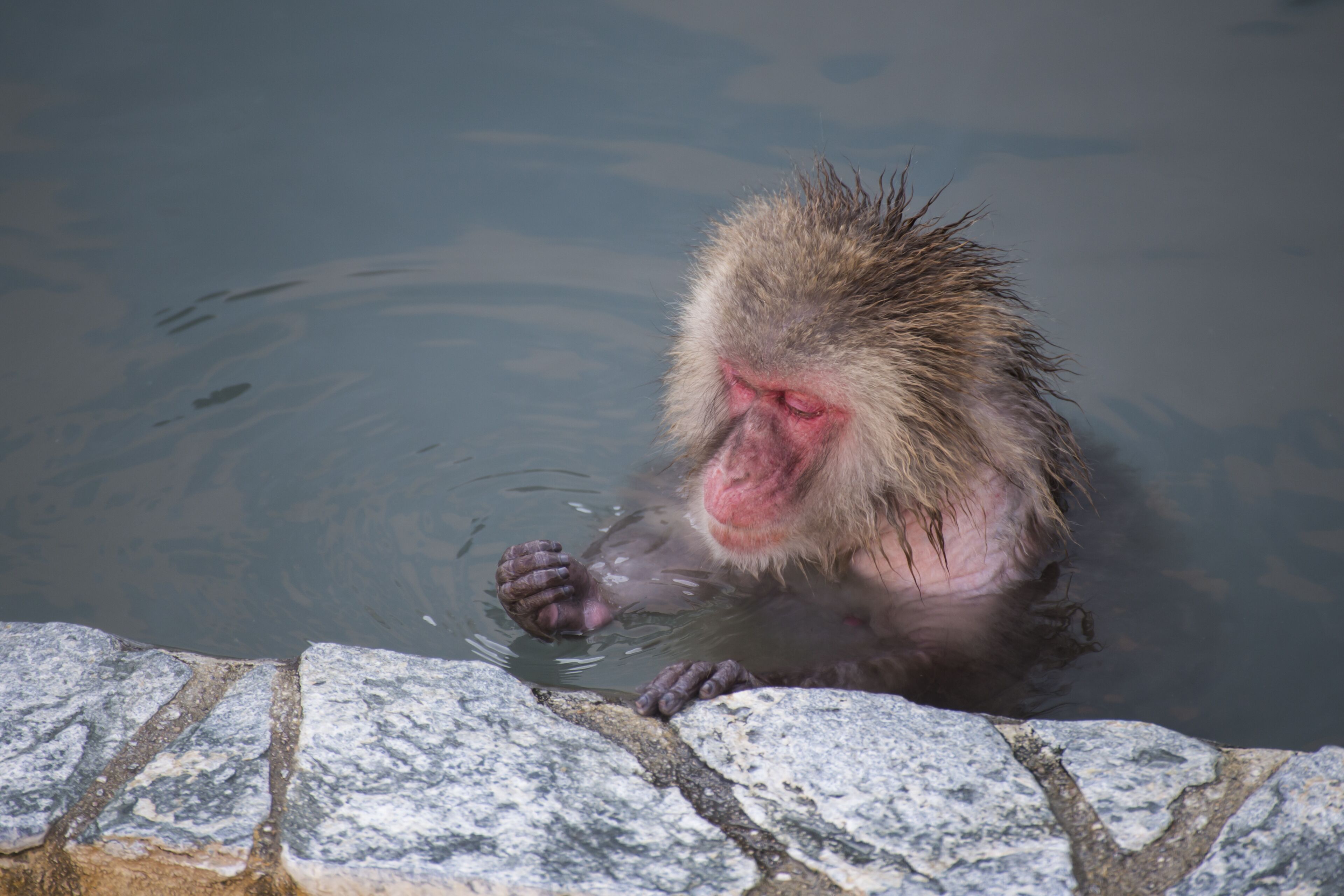 Monkey in Hot Spring, Hakodate Tropical Botanical Garden, Hokkaido, Japan; Shutterstock ID 252957424; purchase_order: SF 06557000; job: ; client: ; other: