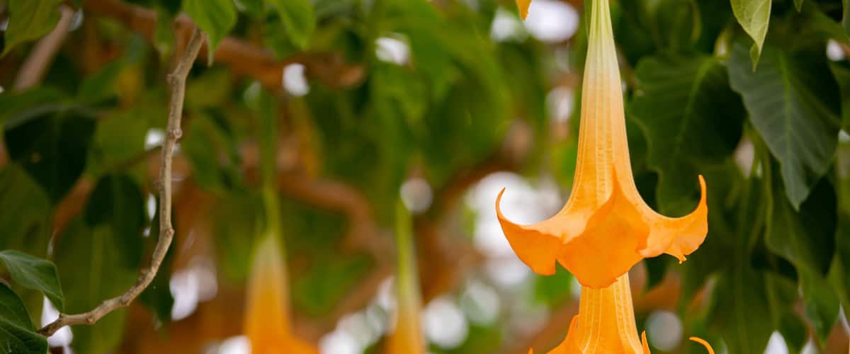 Hakodate Tropical Botanical Garden