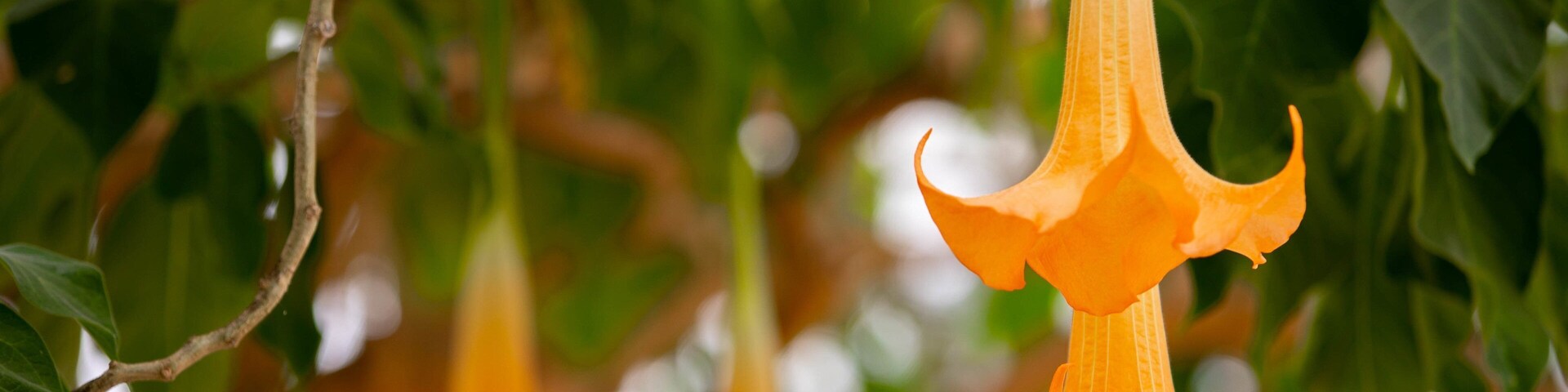 Hakodate Tropical Botanical Garden