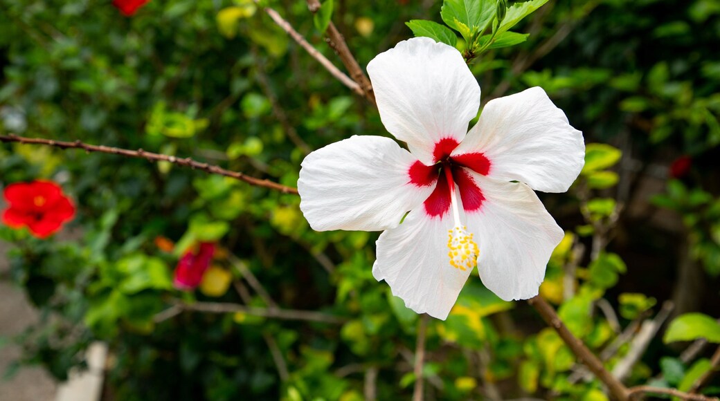 Hakodate Tropical Botanical Garden showing wildflowers