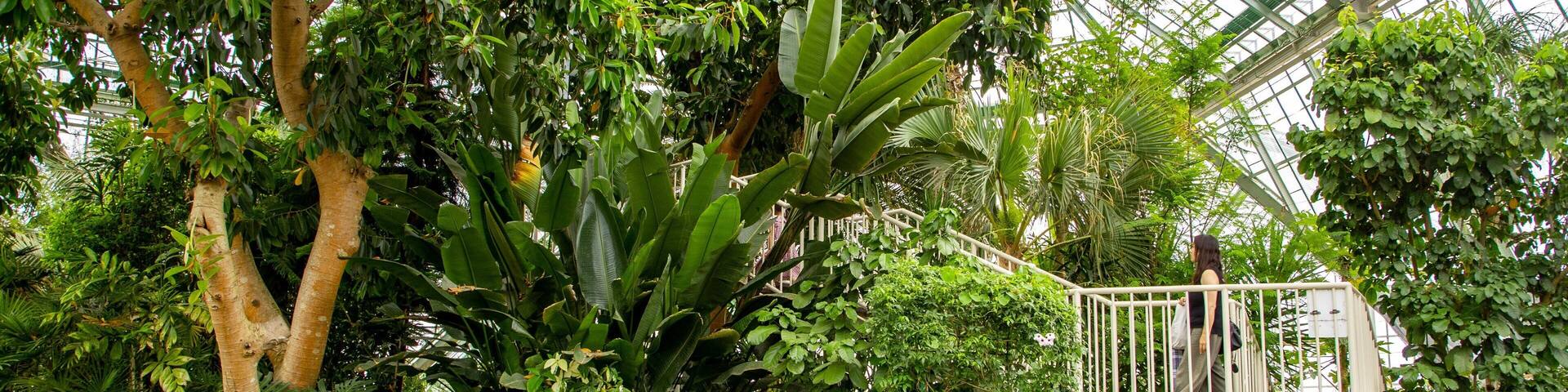 A lush greenhouse with diverse tropical plants, a wooden walkway, and a metal observation platform.