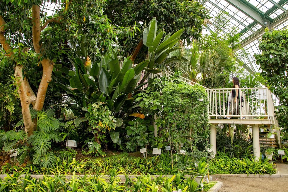 A lush greenhouse with diverse tropical plants, a wooden walkway, and a metal observation platform.