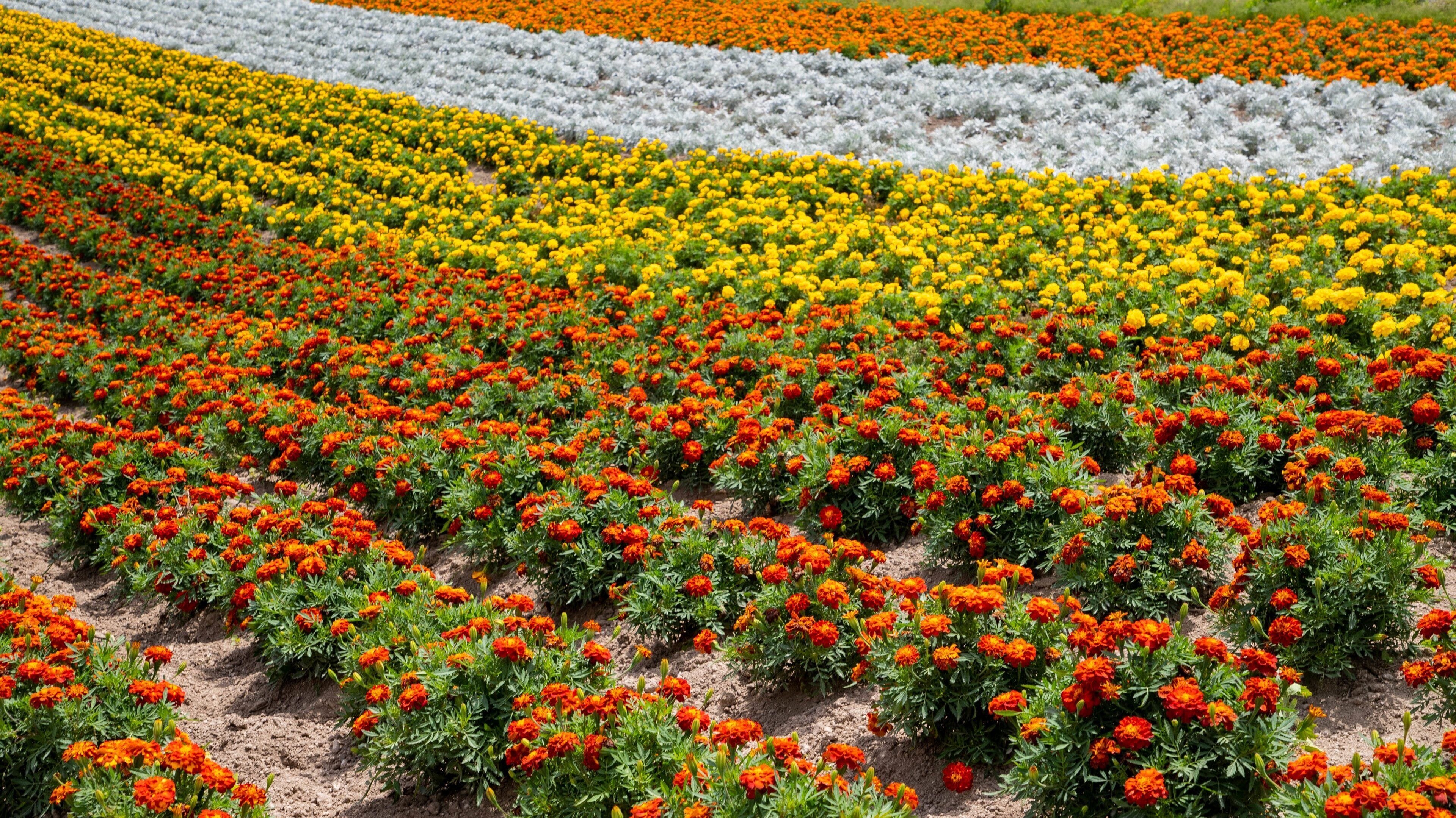A field of marigolds in various colors.