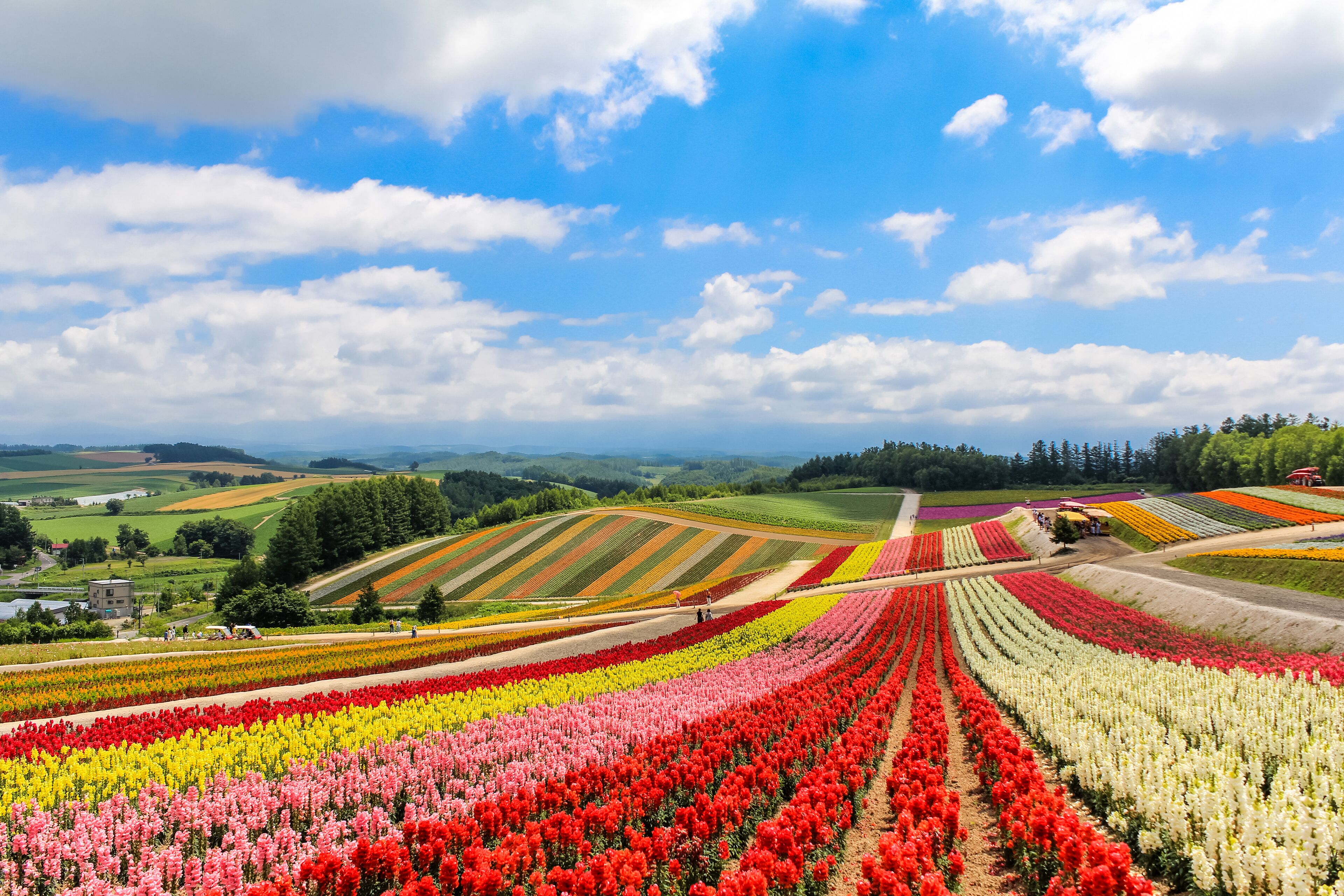 Colorful flower field in sunny day, Biei, Hokkaido, Shutterstock ID 697259134, SF SSA Case with Manager Approval: Case 07151371, Job: Prepay credit, Client/Licensee: , Other: