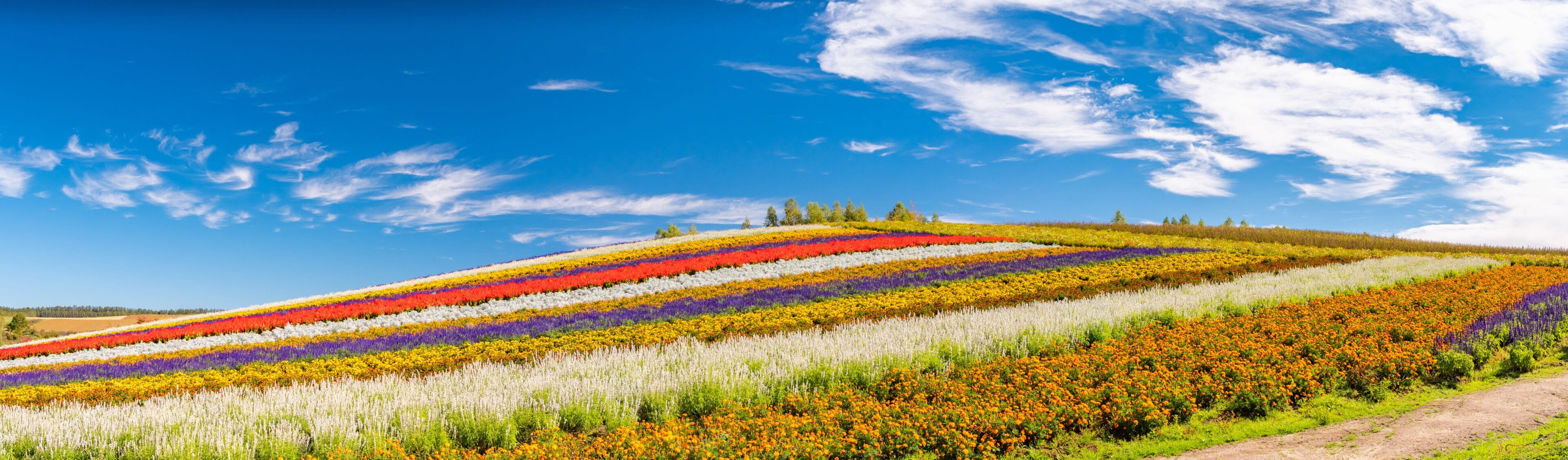 北海道 美瑛町 四季彩の丘 展望花畑