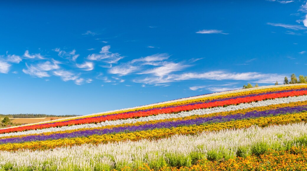北海道 美瑛町 四季彩の丘 展望花畑