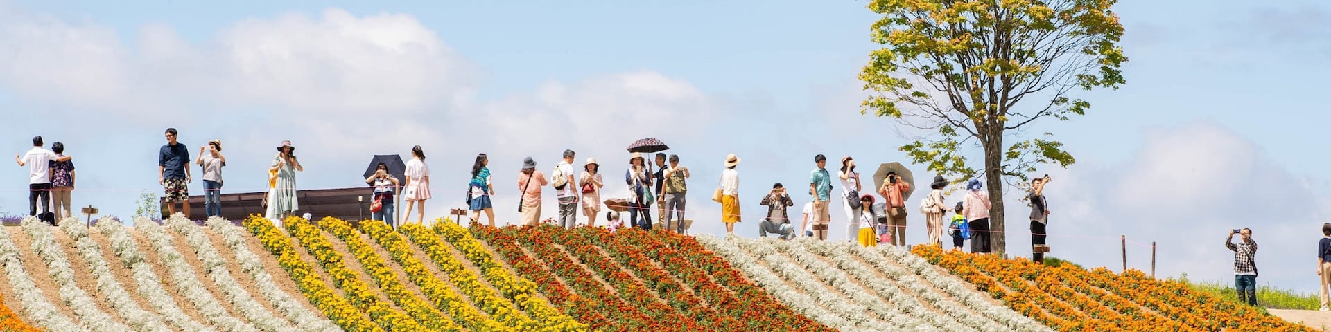 A hillside with rows of flowers in various colors, a tree, and people taking photos.