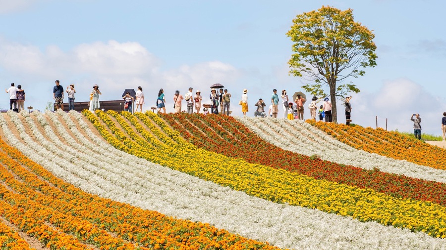 Una colina con hileras de flores de diversos colores, un árbol y personas tomando fotografías.