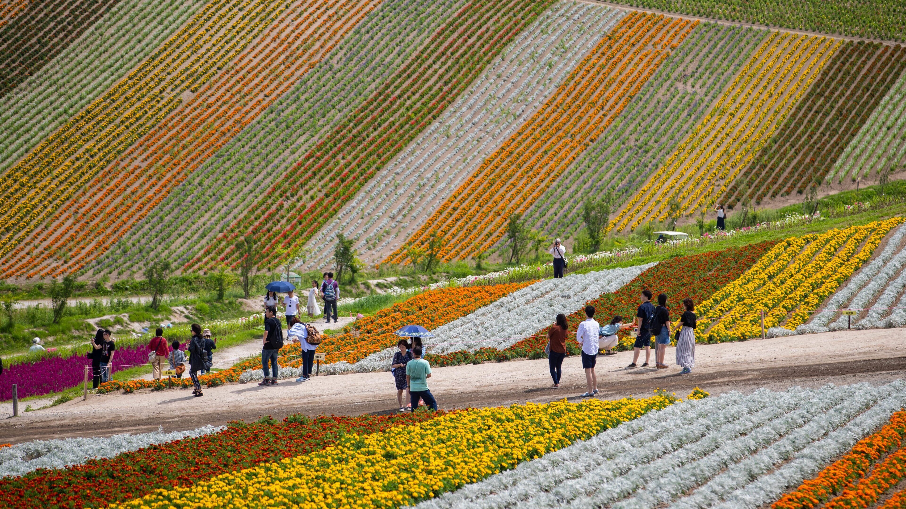 A hillside with rows of colorful flowers and people walking along a path.