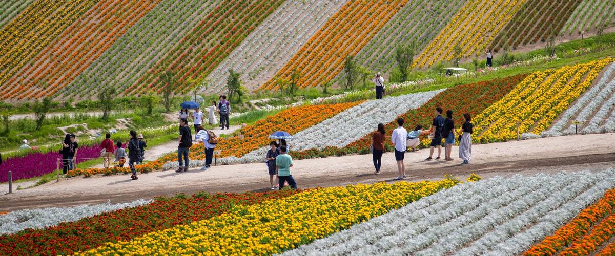 A hillside with rows of colorful flowers and people walking along a path.