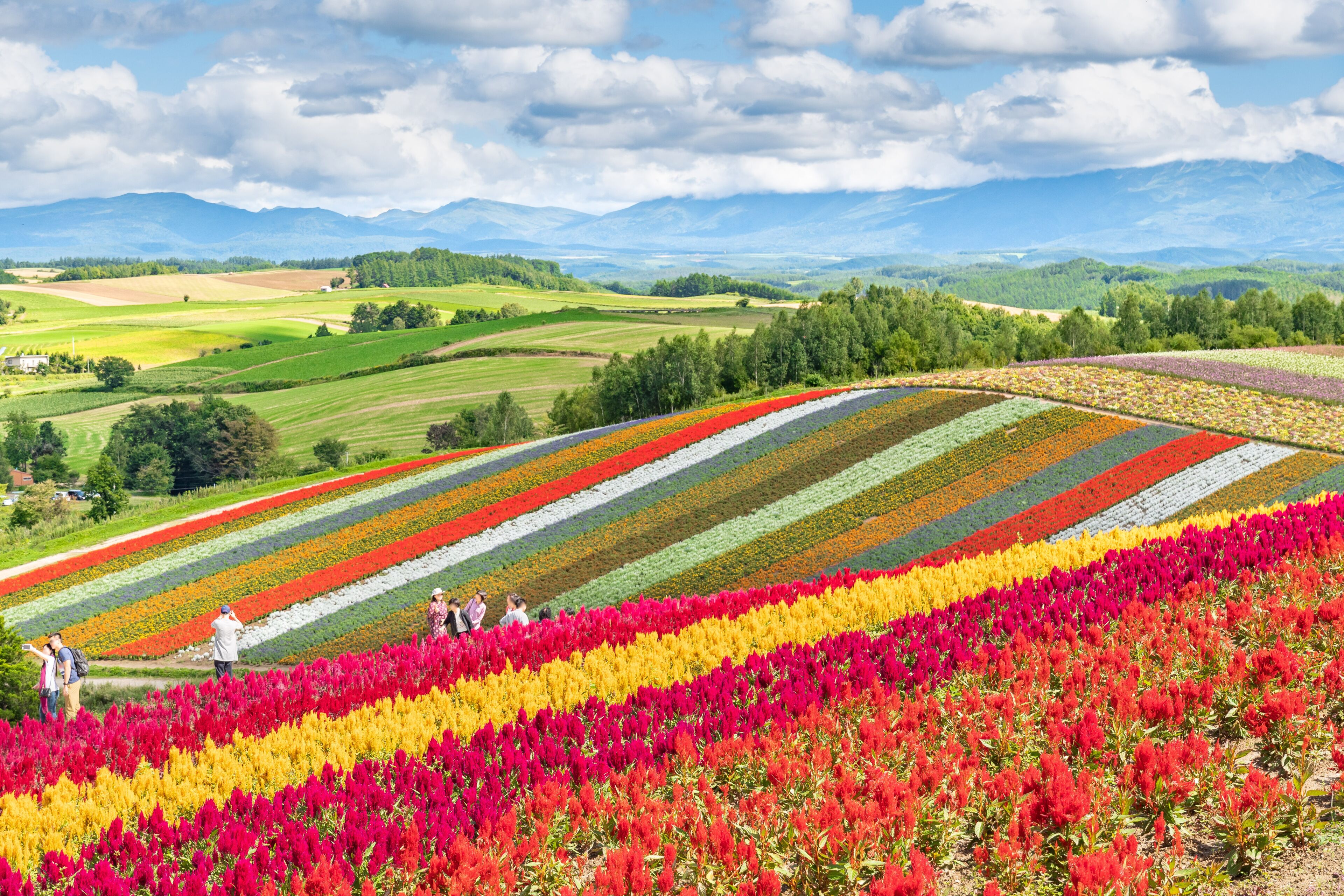 広大な花畑 / 北海道 美瑛町の観光イメージ