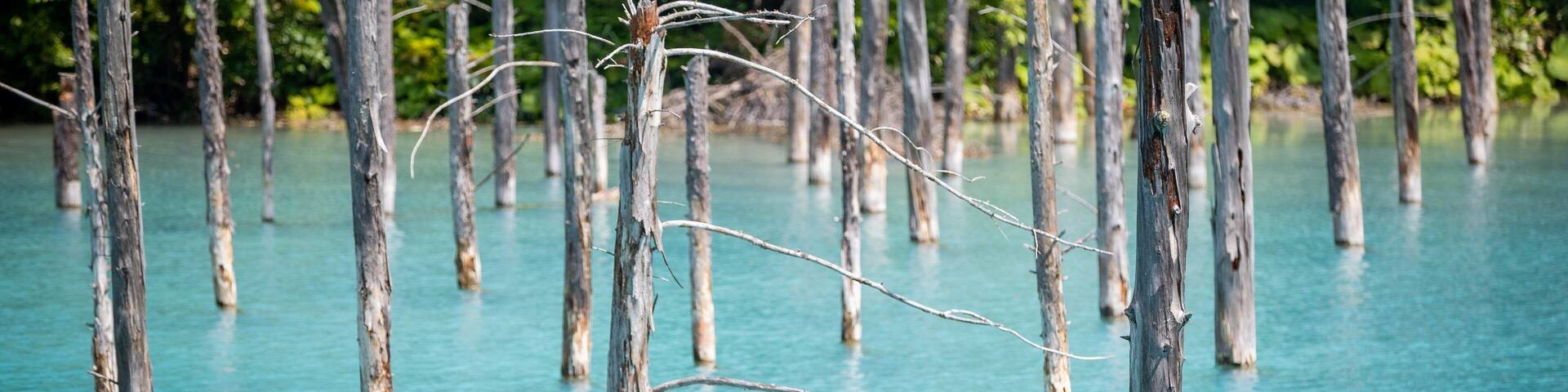 Blue Pond featuring general coastal views and tropical scenes
