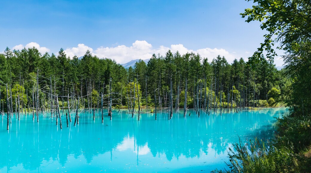 北海道 美瑛町 白金青い池