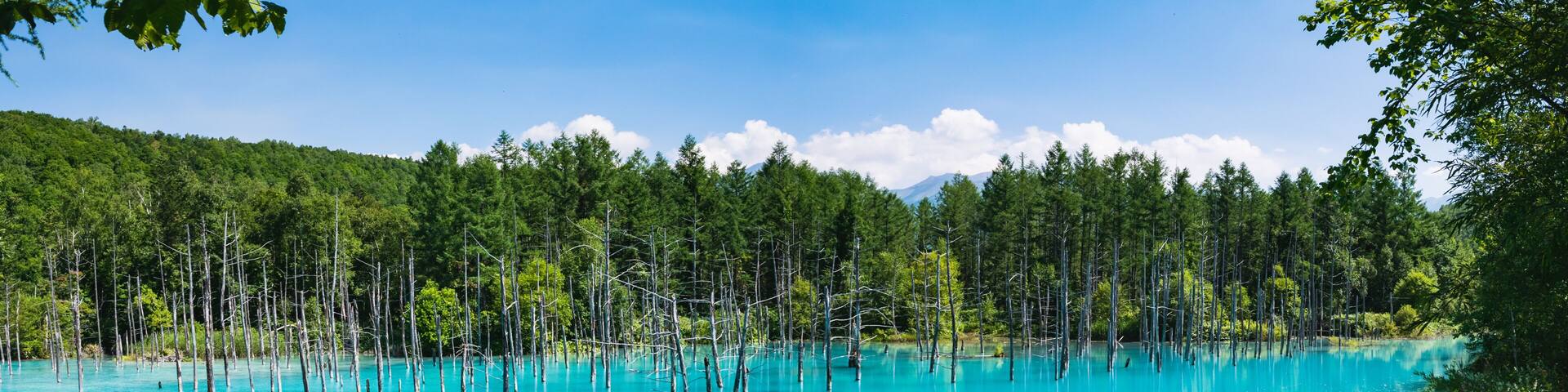 北海道 美瑛町 白金青い池