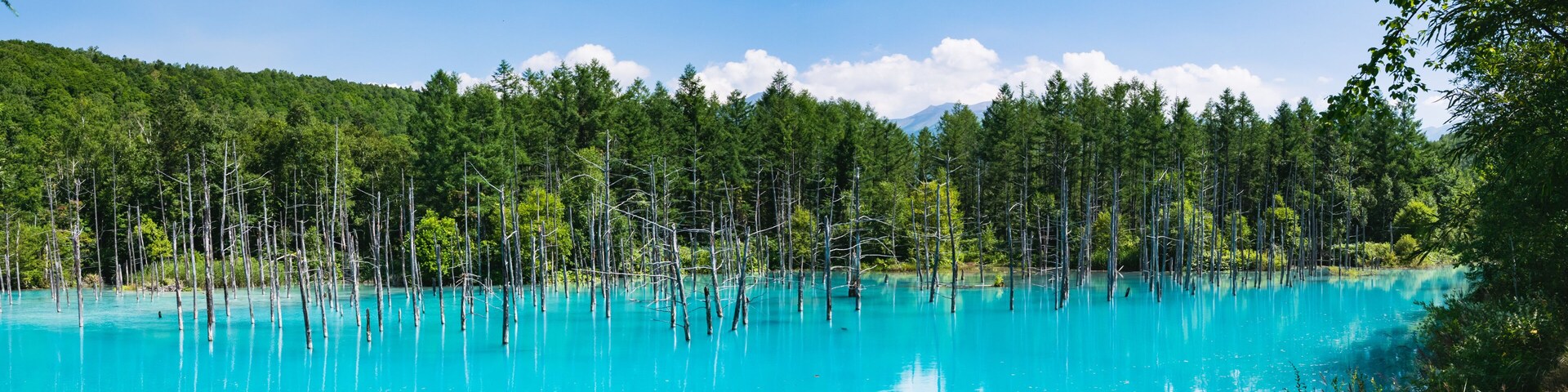 北海道 美瑛町 白金青い池