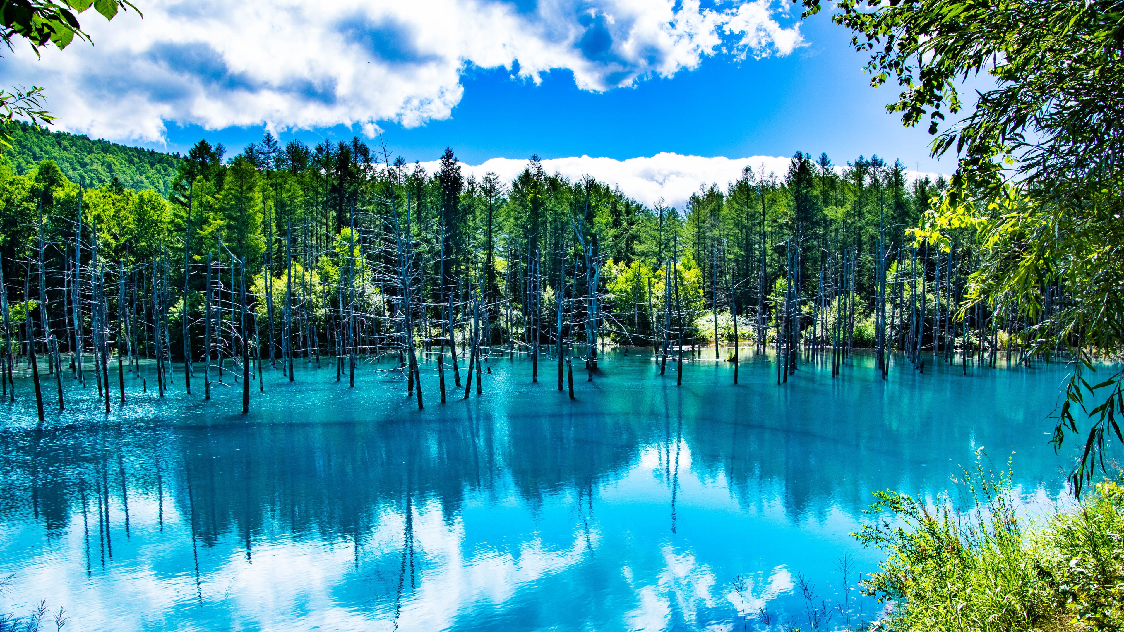 A forested wetland with standing dead trees and clear blue water.
