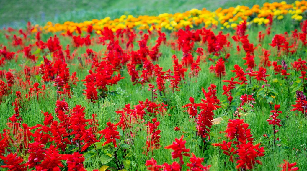 Hokuseinookatenbo Park featuring wildflowers and a garden