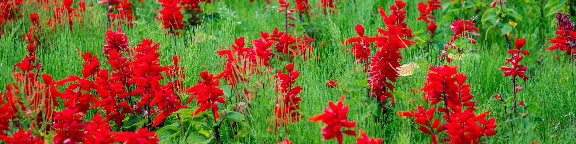Hokuseinookatenbo Park featuring wildflowers and a garden